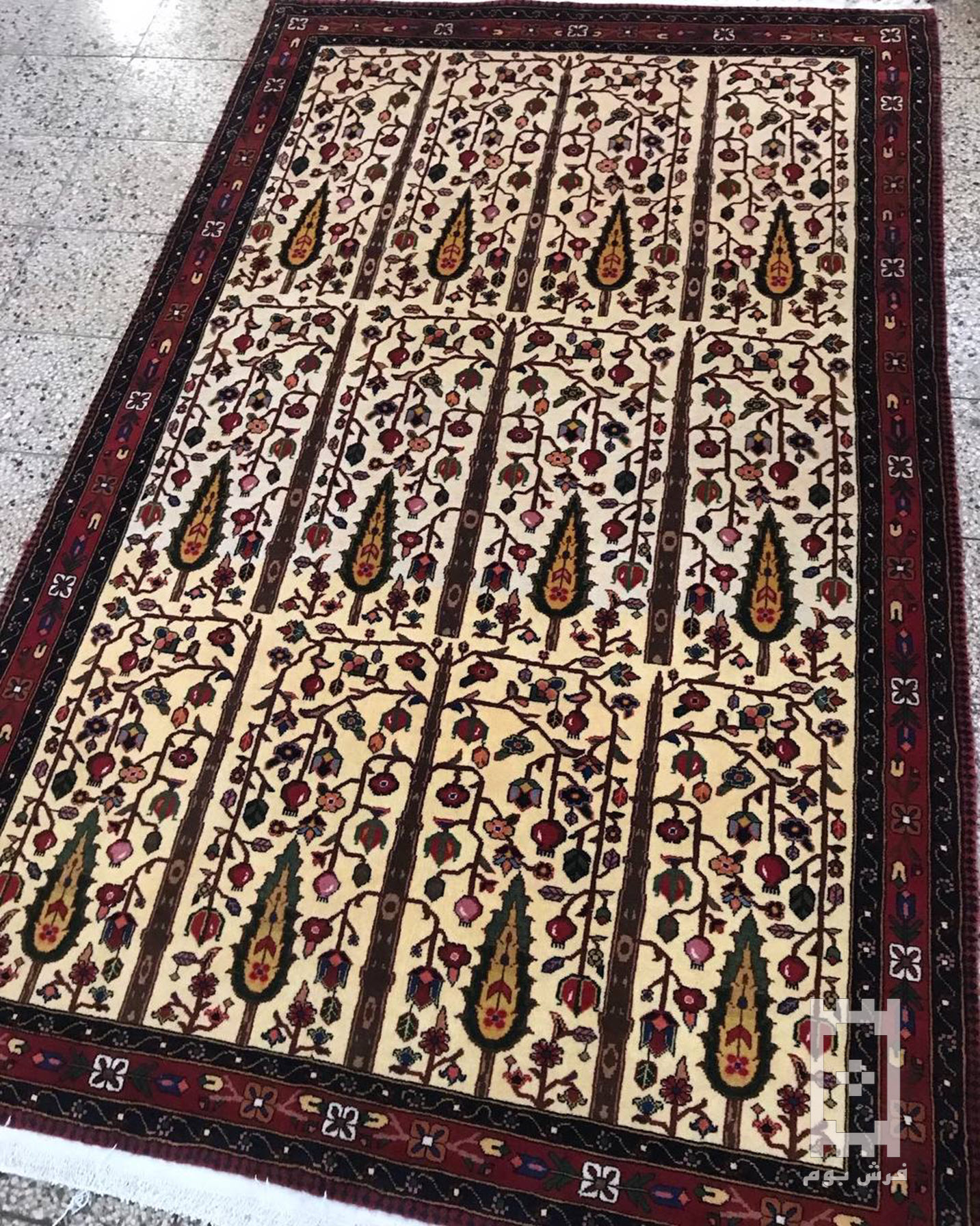 IMG_20240226_170008_699