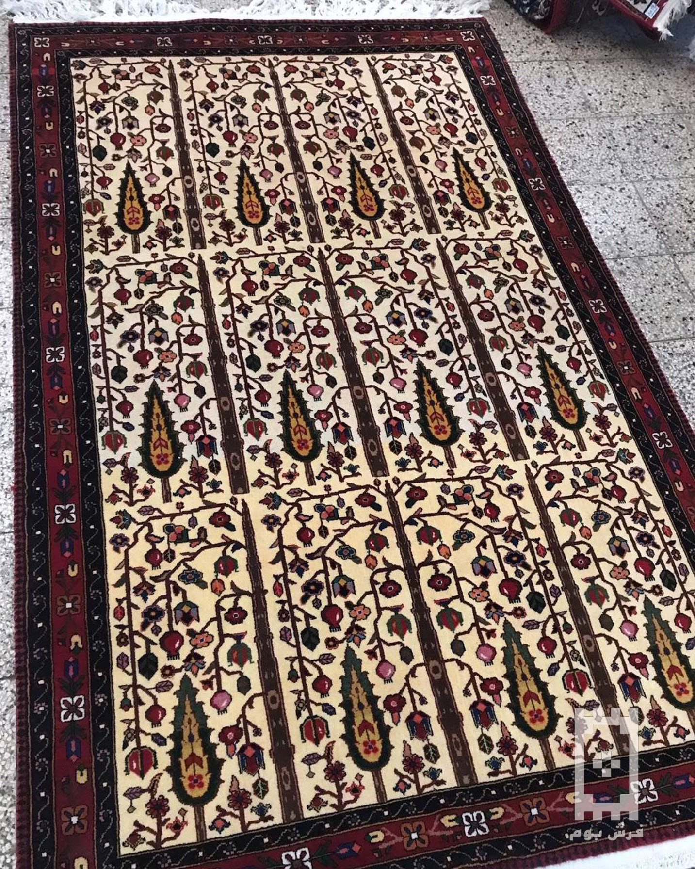 IMG_20240226_170009_133