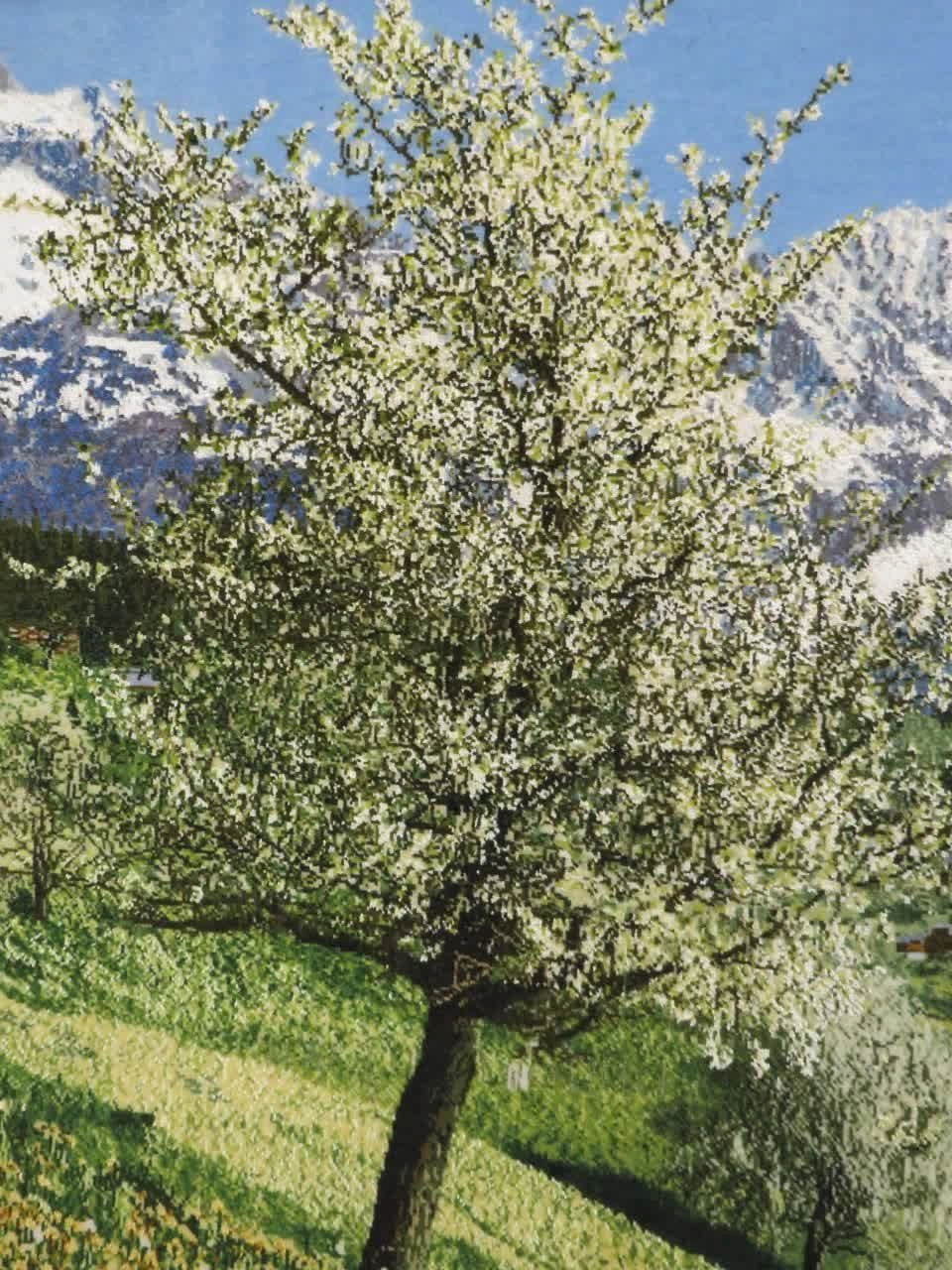 carpet-farshboom-9617261990