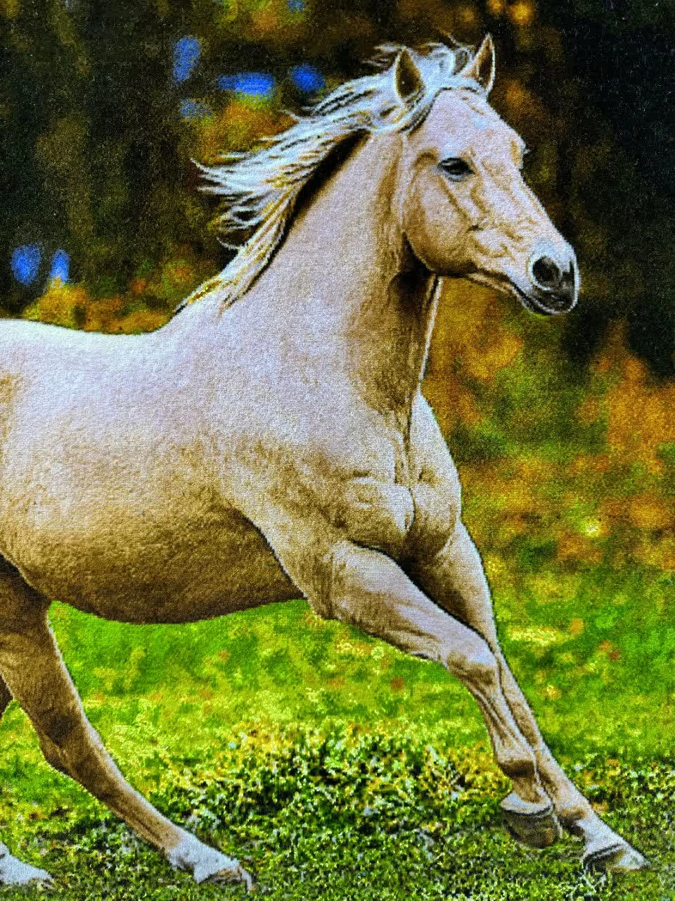 carpet-farshboom-8893314107