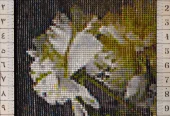 carpet-farshboom-4649283339